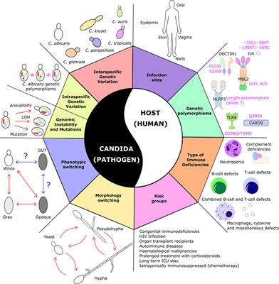 The Elusive Anti-Candida Vaccine: Lessons From the Past and Opportunities for the Future